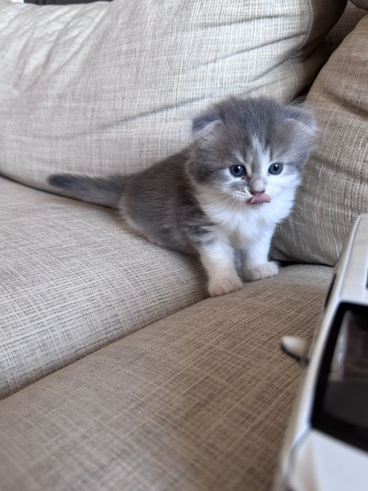 Продаж кошеня хлопчик британської висловухої пойнт-колор