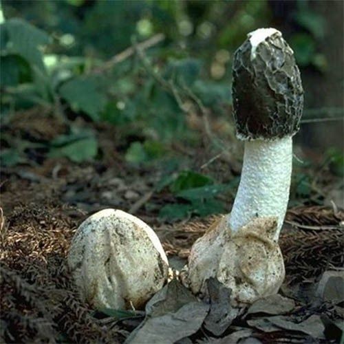Гриб веселка. Phallus impudicus (веселка звичайна).
