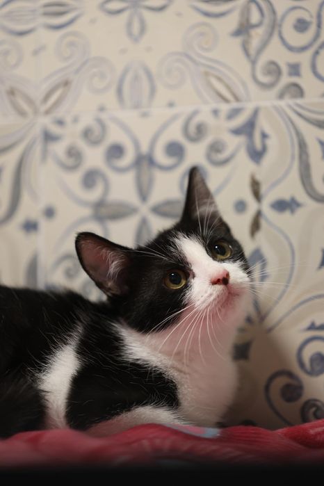 Kociaki do adopcji dom niewychodzący