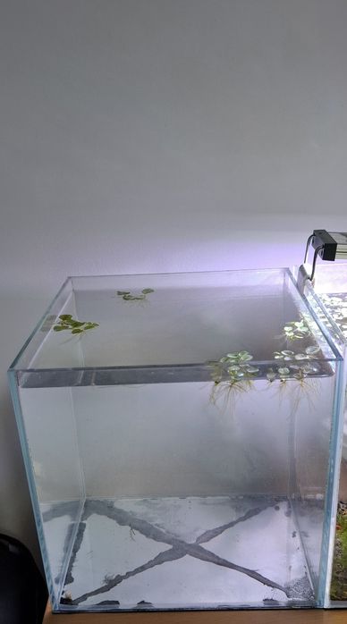 Aquário cubo Vidro Extra Claro 25 x 25 x 25cm 15L 5 Guppys de oferta