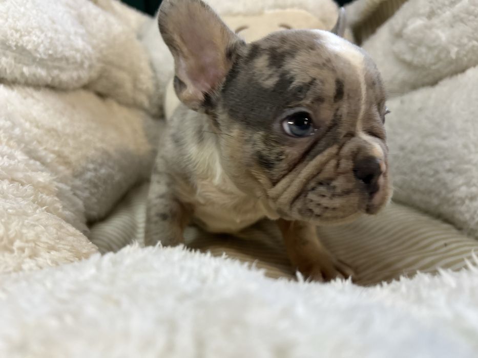 Piesek bulgog francuski blue merle.