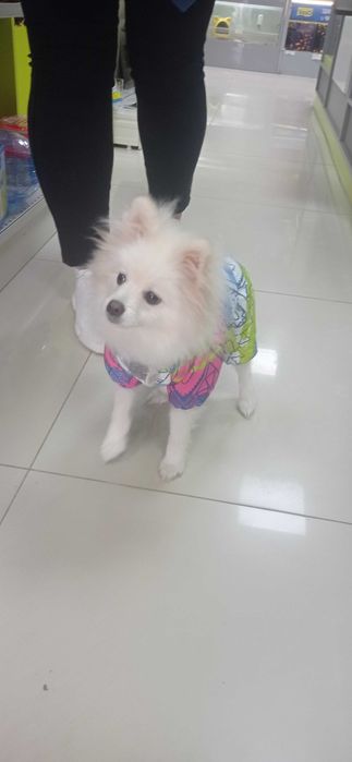 В'язка померанський шпіц м. Горохів