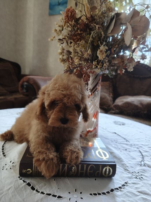 Той пудель девочка без брака документы КСУ