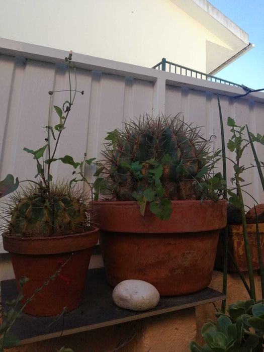 Cato Cereus Mandacaru e OUTROS