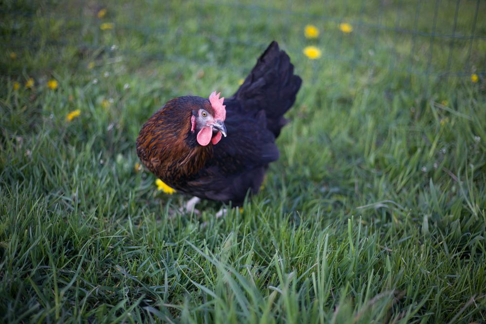 Kury kokoszki  nioski rasy Rosa kolorowa