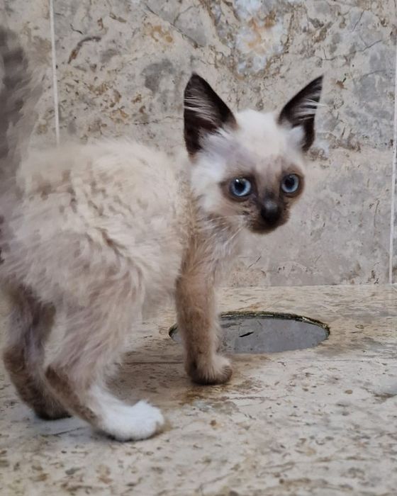 Nininha- gata bebé para adoção responsável