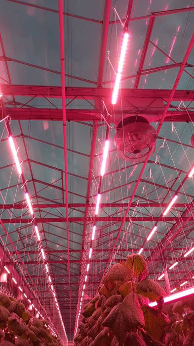 Lampa LED  Spectrum PHILIPS  do uprawy roślin