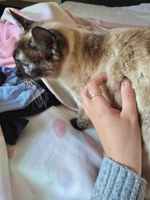 Gatinha para adoção