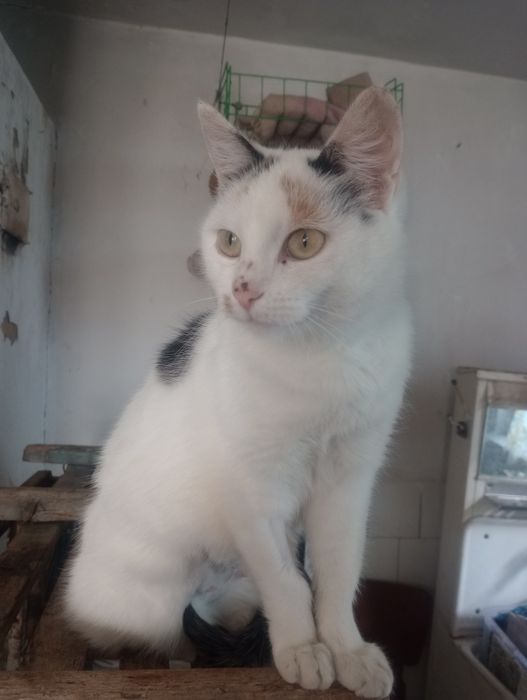 Трёхцветная стерилизованная Джес