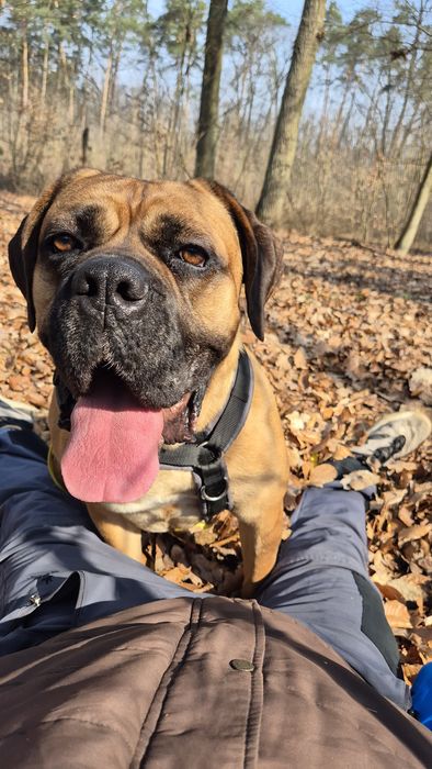 Dżej Si sama słodycz