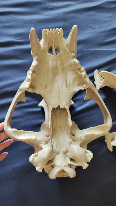 Czaszka tygrysa druk 3d pełna skala