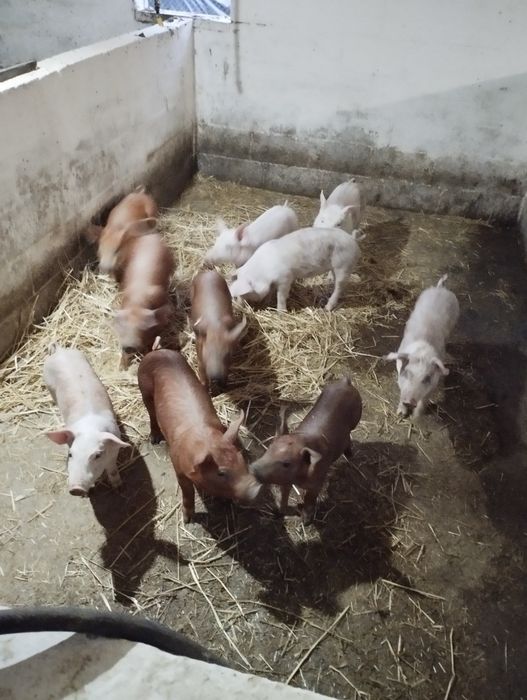 Продаються малі поросята