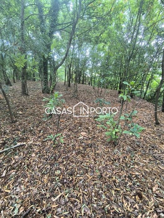 Moradia Térrea com Terreno e Potencial de Edificação | Santa Maria