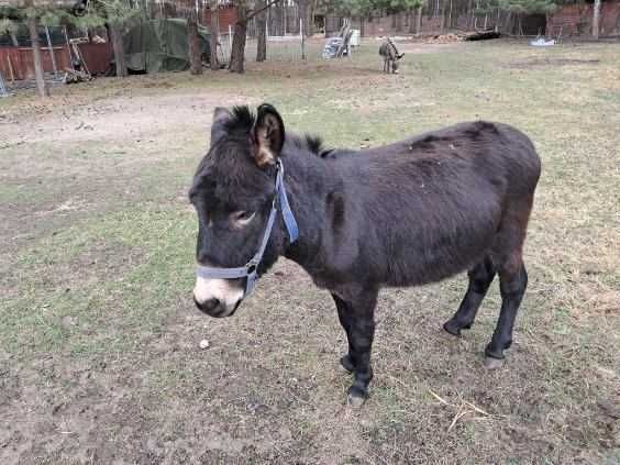 Młody oryginalny osiołek