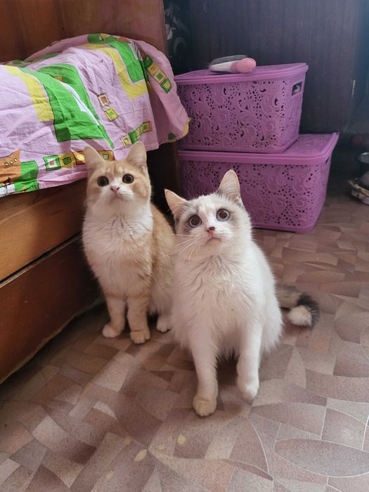 Метис рэгдолл и экзота