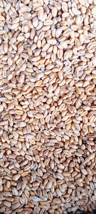 Pszenica ozima gentleman