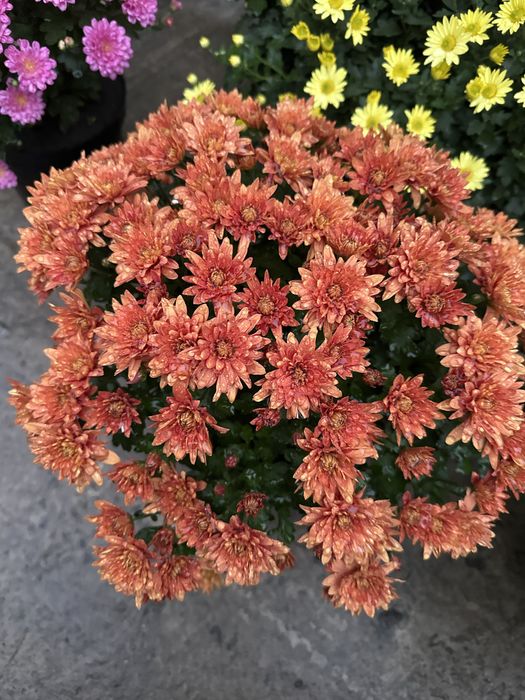 Хризантема мультифлора