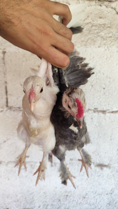 Casal de garnizes novos do campo