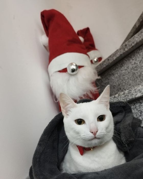 Gatinha para doação