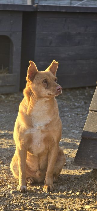 Samiec 12kg do adopcji