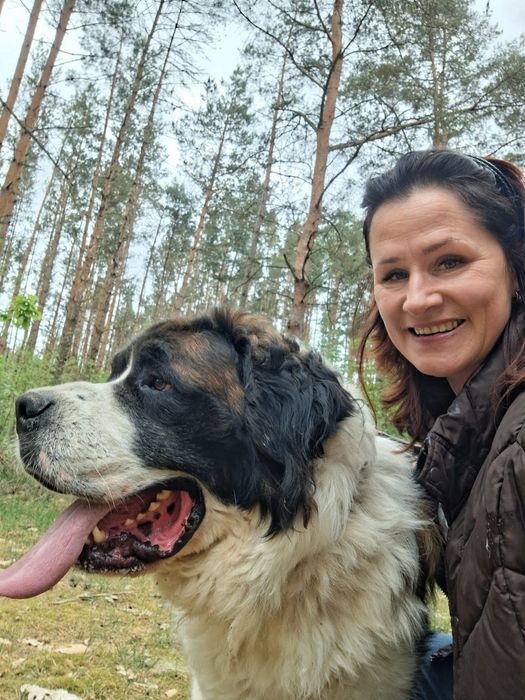 Betowen - olbrzym w typie bernardyna