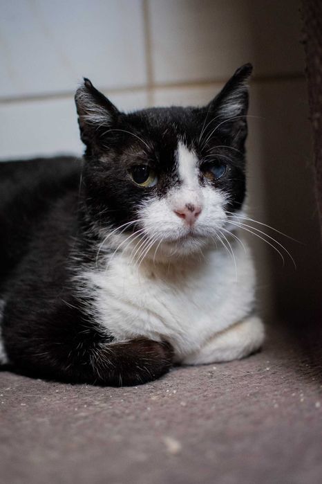 Kot Pirat szuka doświadczonego opiekuna