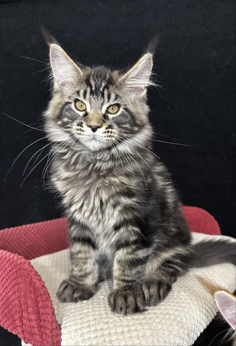 Котята Мaine Coon