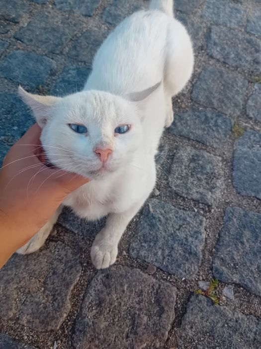 Urgente  gatinha muito meiga para adoção