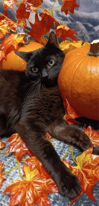 Odsam kota do adopcji