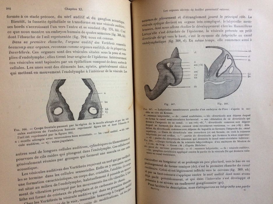 Précis d'embryologie de l'homme & des vertébrés 1906. Raro