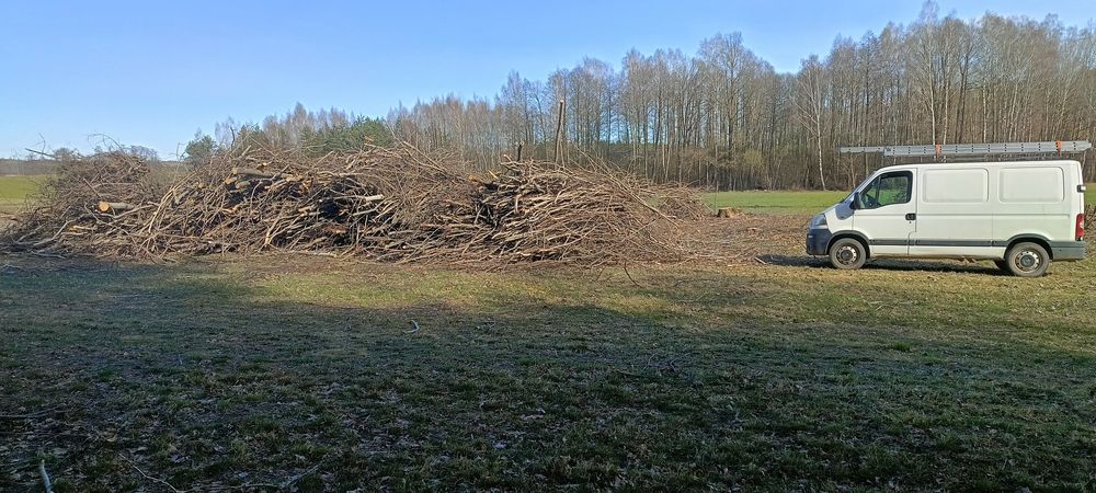 Oddam gałęzie większość osika
