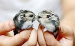 Милейшие джунгарские хомячки!