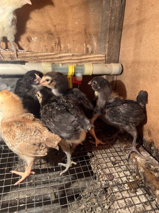 Курчата амераукана