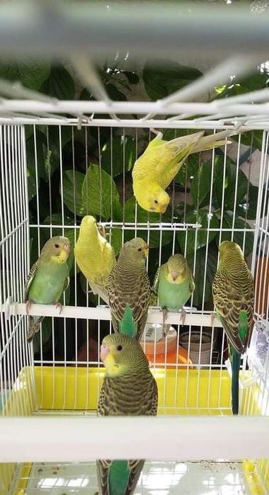 Periquitos Australianos e caturras jovens