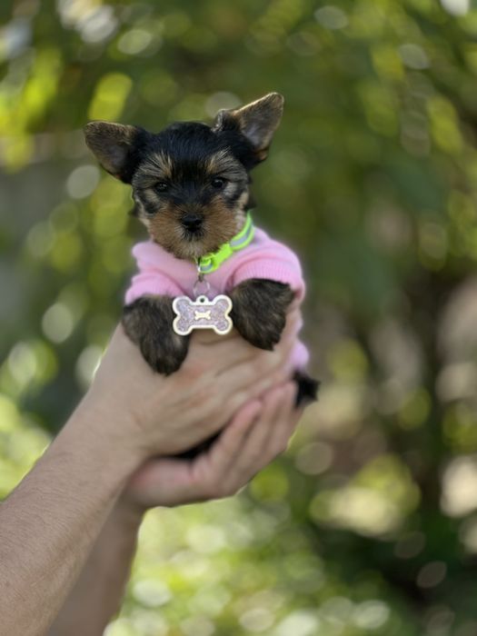 Дівчинка йорк, лагідна та грайлива