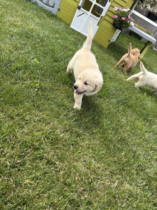 Golden retriever