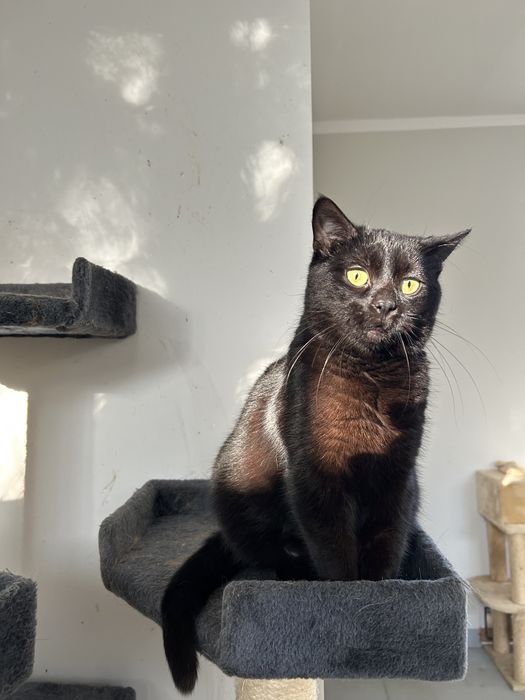 Kotka do adopcji