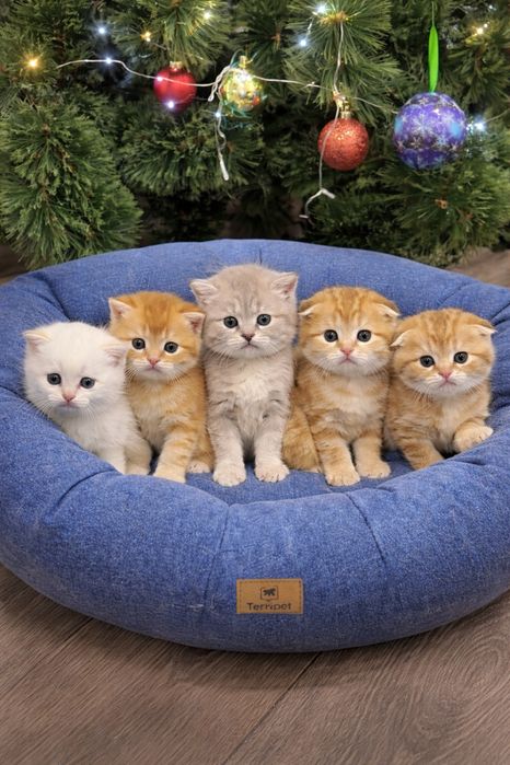 Шотландские котолапки