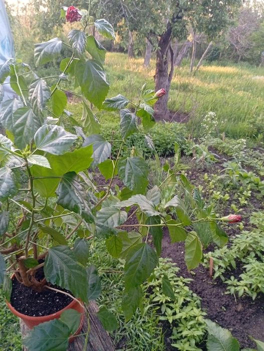 Китайская роза "Гибискус"