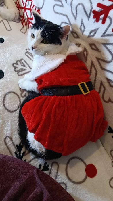 Красивые кошечки из приюта