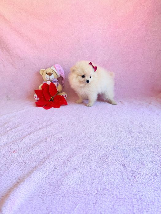 Spitz Alemão Anão Fêmea Maravilhosa