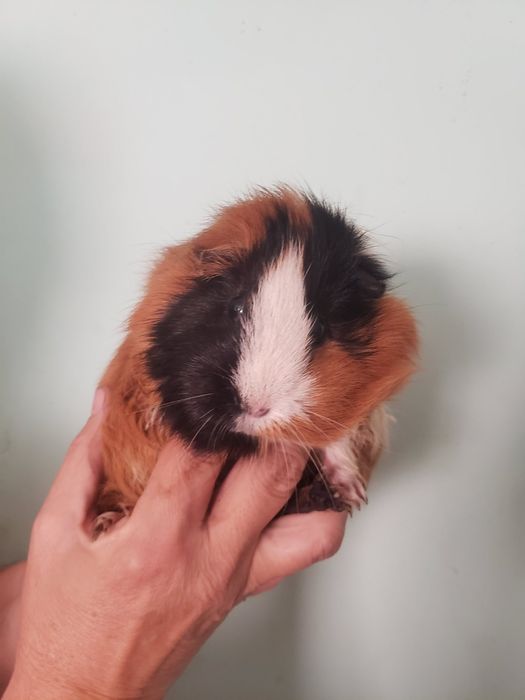 Продам дві морські свинки