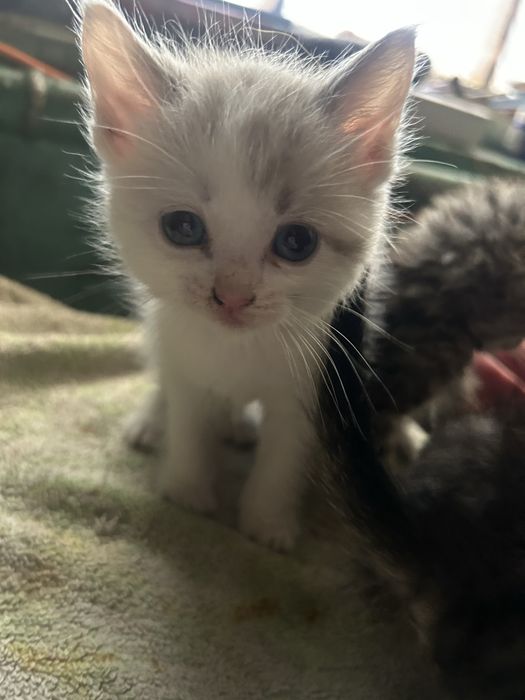 Котята, 2 місяця Віддам в добрі руки