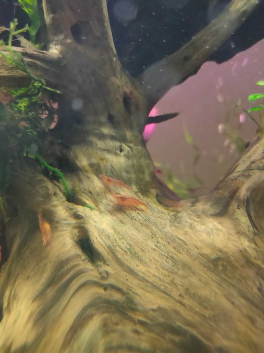 Krewetki mix kolorów