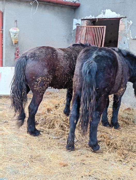 Sprzedam dwie zrebice