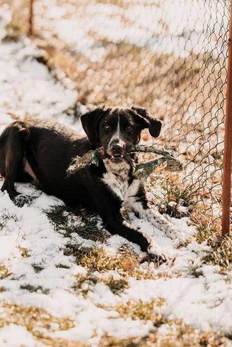 Szukasz psa z poczuciem humoru i nieskończoną energią? Kevin czeka!
