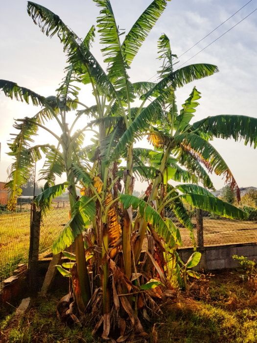 Bananeiras da Madeira