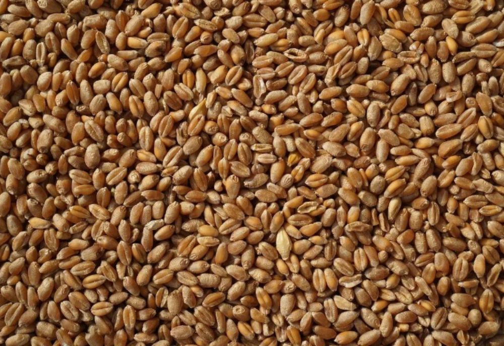 Продам пшеницю, ячмінь