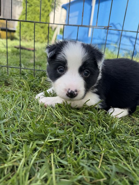 Piesek Border Collie