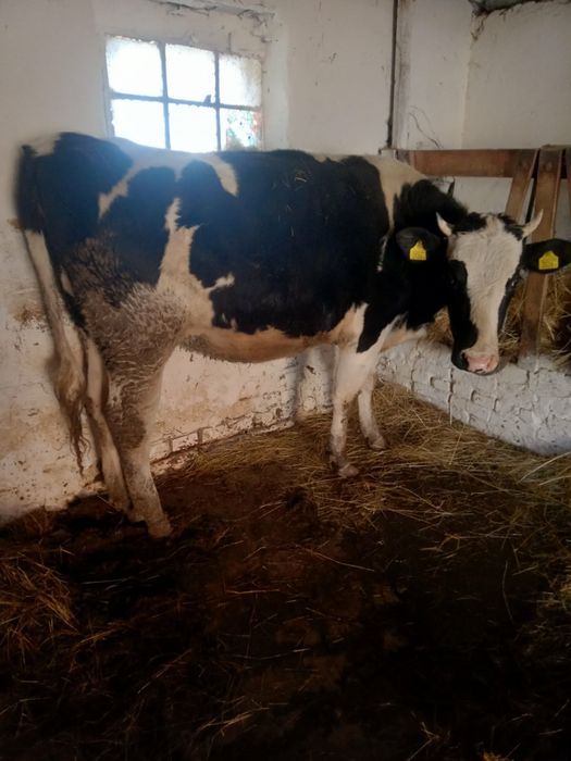 Jałówka wysokocielna